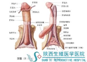 阳痿的症状