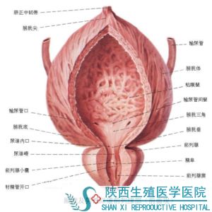 产生附睾畸形的原因