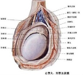 睾丸炎的治疗用什么办法