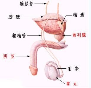 尿道炎的危害