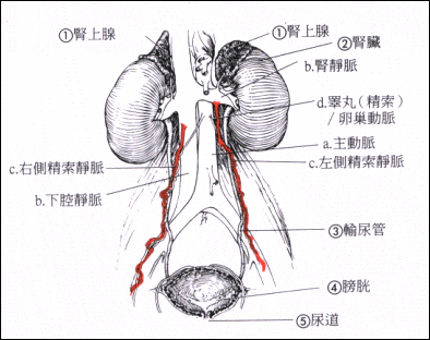 精索静脉曲张手术后如何护理