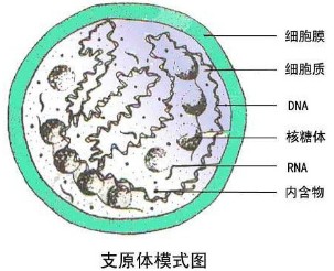 支原体感染是怎么回事