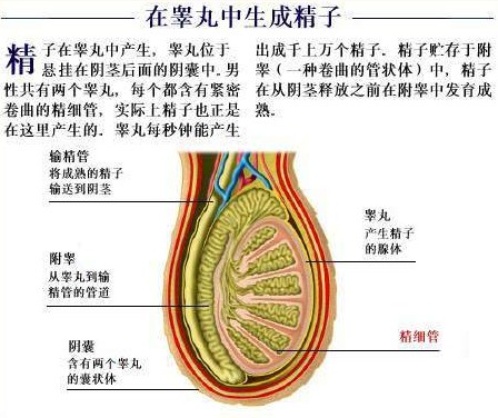 睾丸结石的临床表现有哪些