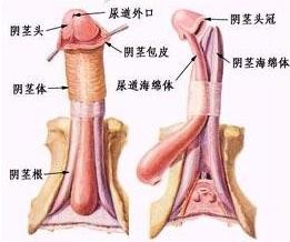 男人为什么会阳痿