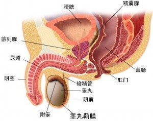 前列腺肥大的年轻化的原因