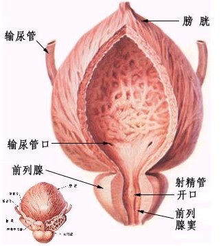 专家解读膀胱炎有哪些危害？