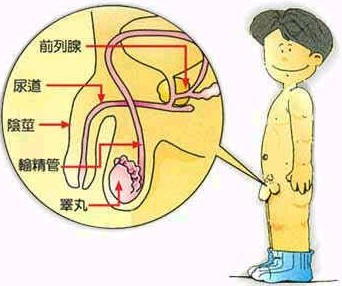 男性早泄的图片