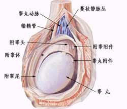 睾丸炎的图片