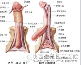 男性如何自测知否患阳痿