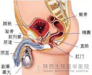 睾丸炎是怎么引起的